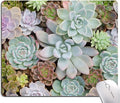 Cute Succulents Mouse Pad, Natural Plants Mousepad by Hokafenle
