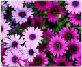 Hoka Fenle Mouse Pad with Flower Design by Hokafenle